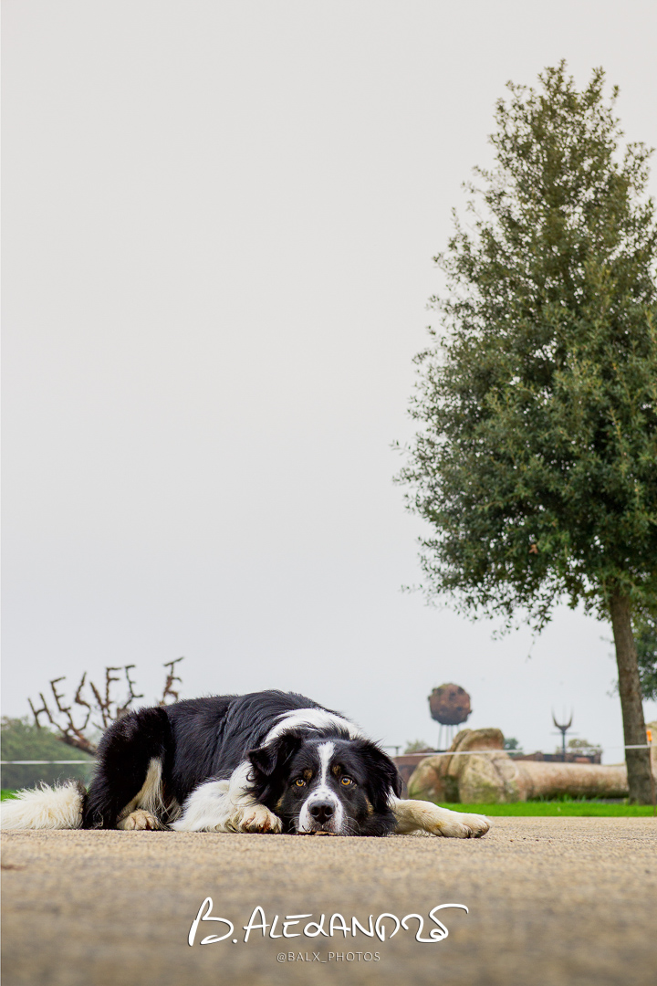 Photo 001 | Bertrand ALEXANDRE – Compagnons